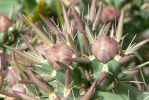 PICTURES/Wildflowers - Desert in Bloom/t_Lavender Spikes2.JPG